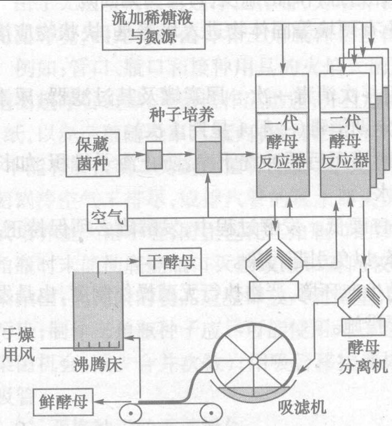 第一節(jié) 酵母生產(chǎn)工藝概述